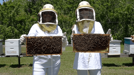Bee Lovers 