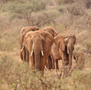 high-tea-with-elephants-neI4FPSznDQ-unsplash