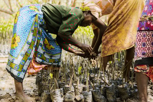 kenya mangrove planting