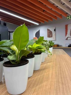 potted plants